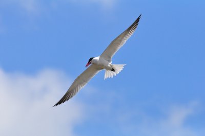 DSC_3701.jpg