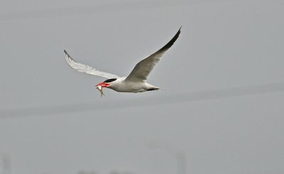 DSC_5128.jpg