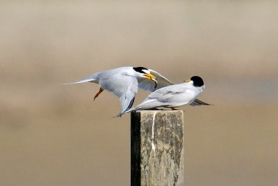 DSC_1545.jpg