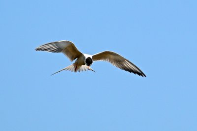 Terns