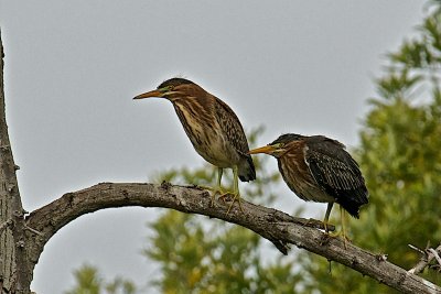 DSC_0194.jpg