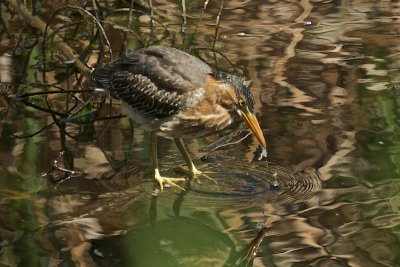 DSC_0672.jpg