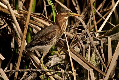 DSC_9558.jpg