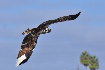 DSC_0268.jpg
