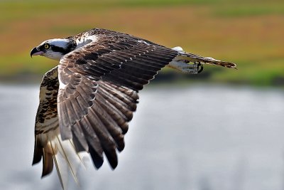 DSC_0294.jpg