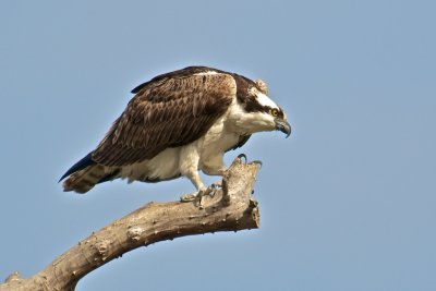 DSC_0720.jpg