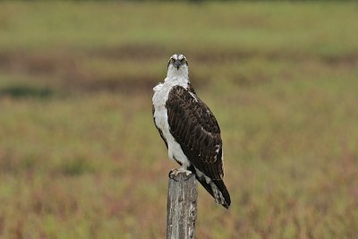 DSC_8626.jpg