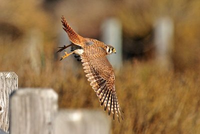 American Kestrels