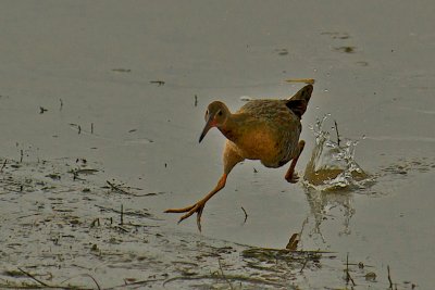 DSC_4616.jpg