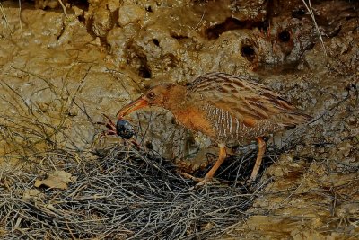 Clapper Rail 