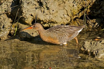 Clapper Rail 