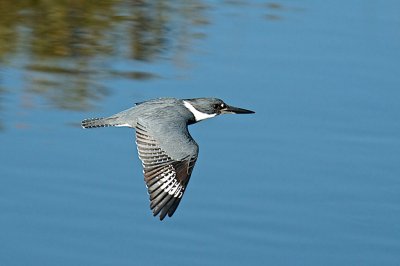 Belted Kingfisher