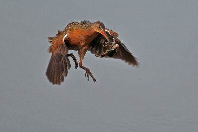 DSC_7464.jpg