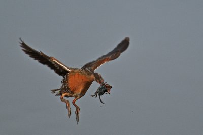 DSC_7461.jpg