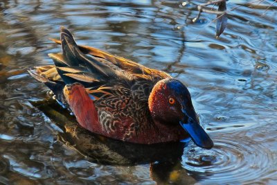 Cinnamon Teal