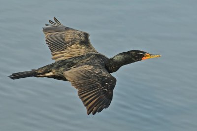 Stealth flyer