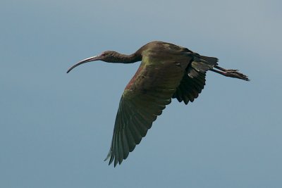 Iridescence