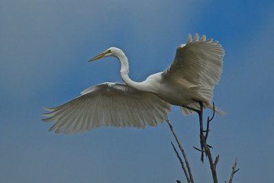 Flight