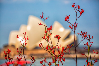 Kangaroo paw and Sydney Opera House backdrop