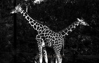 Giraffes in monochrome