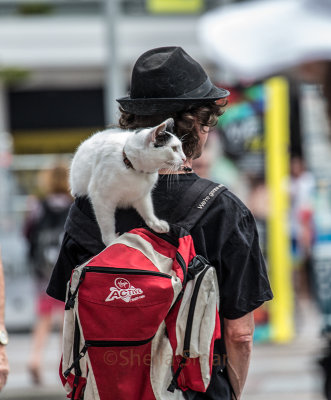 Cat on man's shoulder 