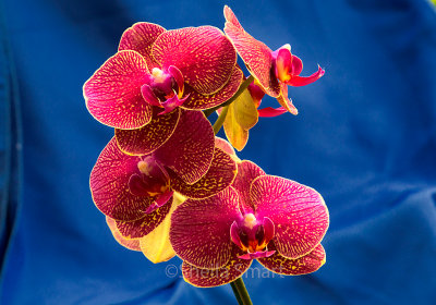 Phalaenopsis orchid 