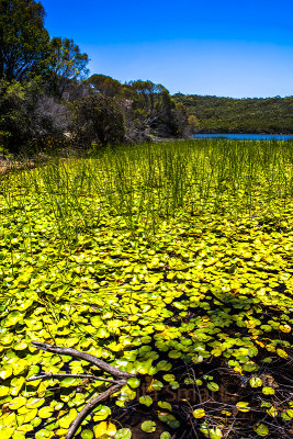 Manly Dam water lily beds 