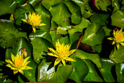 Water lilies at Manly Dam