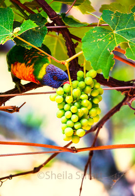 Rainbow lorikeet with checking grapes on deck