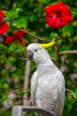 Sulphur crested cockatoo with hibiscus