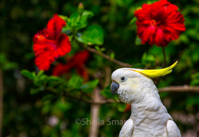 Sulphur crested cockatoo with red hibiscus