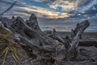 Dead tree on beach near Greymouth, New Zealand