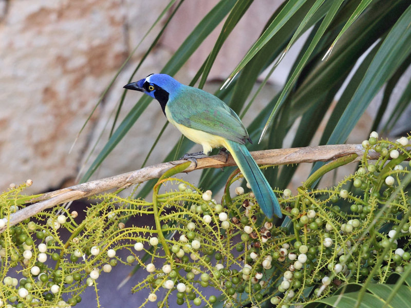 Green Jay - Cyanocorax yncas