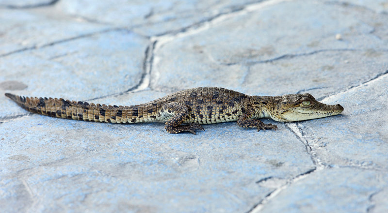 baby croc