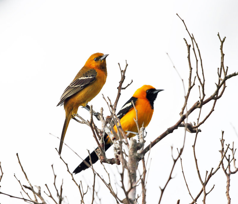 Hooded Oriole - Icterus cucullatus