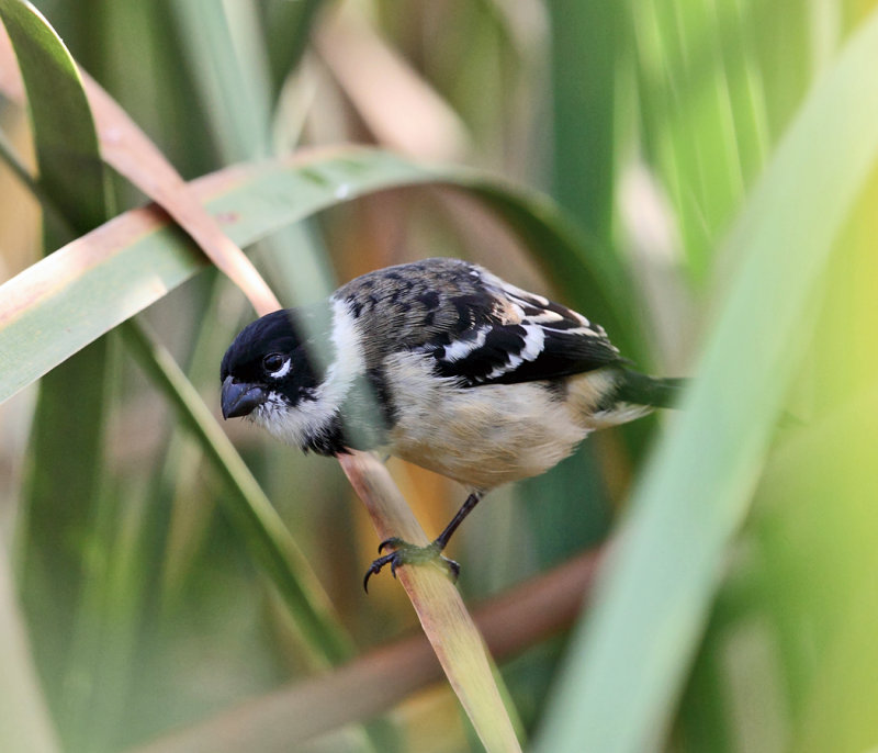 cinnamon rumped seedeater cinnamon rumped seedeater