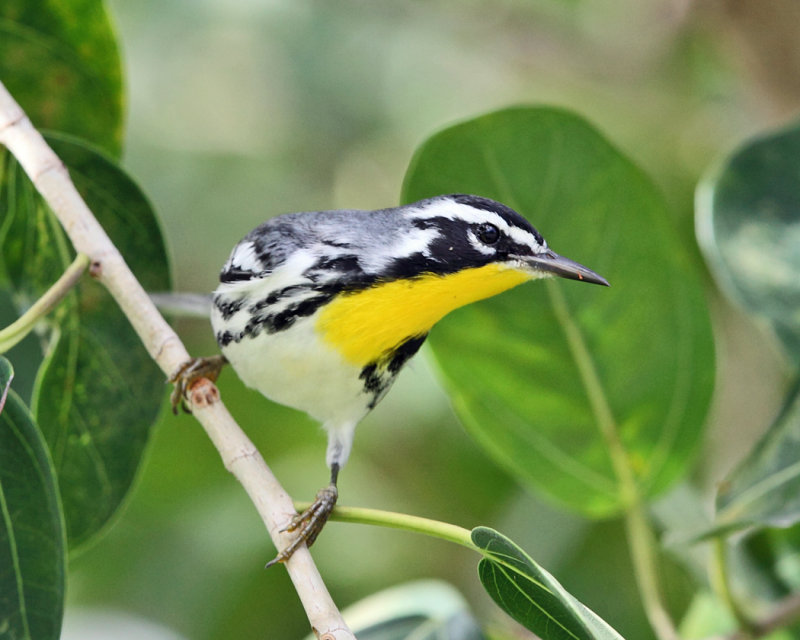 Yellow-throated Warbler - Setophaga dominica