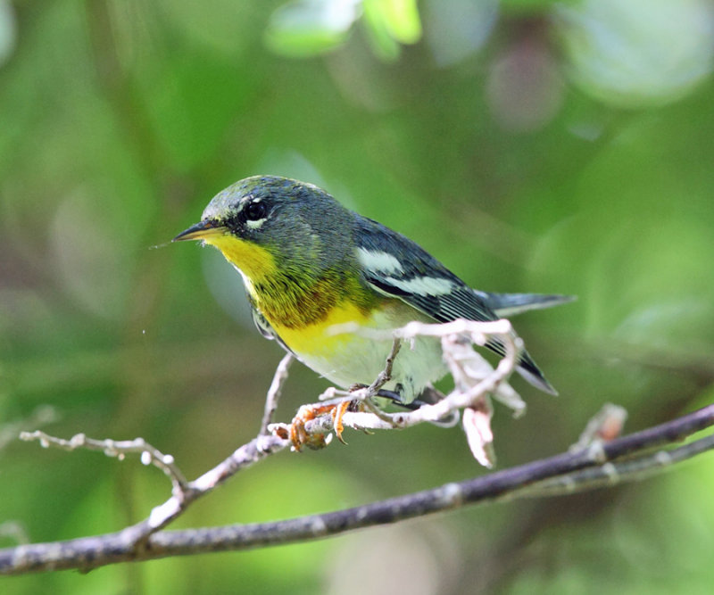 Northern Parula - Setophaga americana