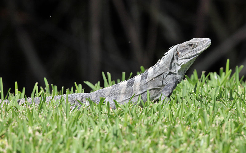 Black Iguana - Ctenosaura similis