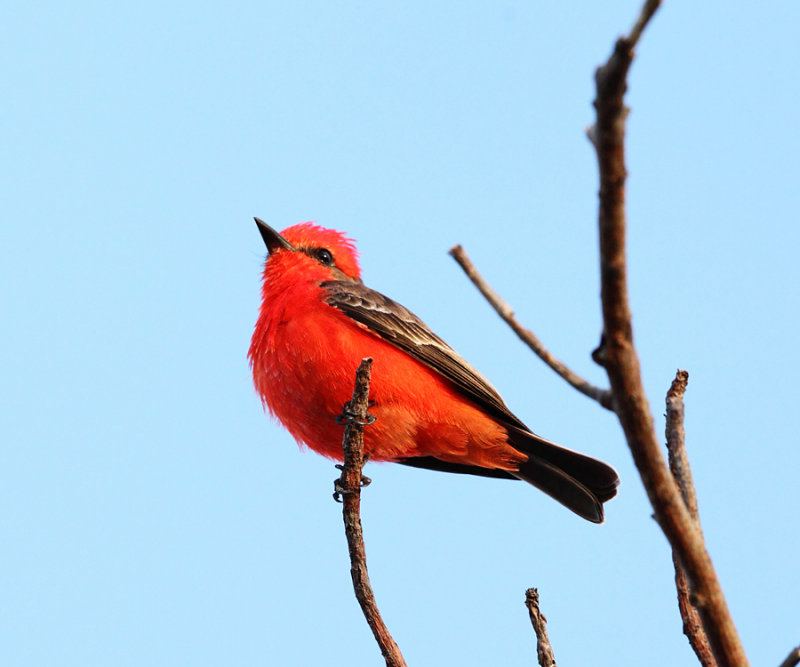 Vermilion Flycatcher - Pyrocephalus rubinus