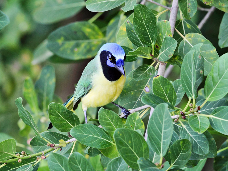 Green Jay - Cyanocorax yncas