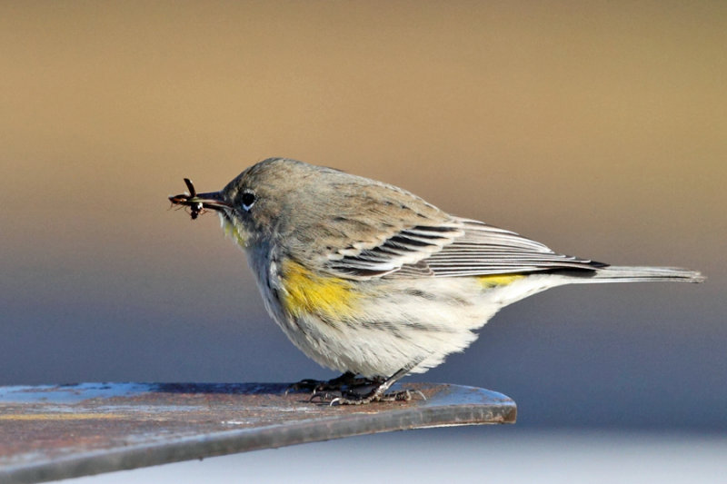 Yellow-rumped Warbler (Audubons) - Setophaga coronata