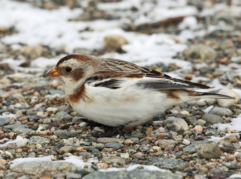 Snow Bunting - Plectrophenax nivali