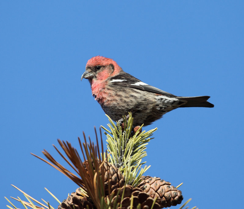 White-winged Crossbill - Loxia leucoptera