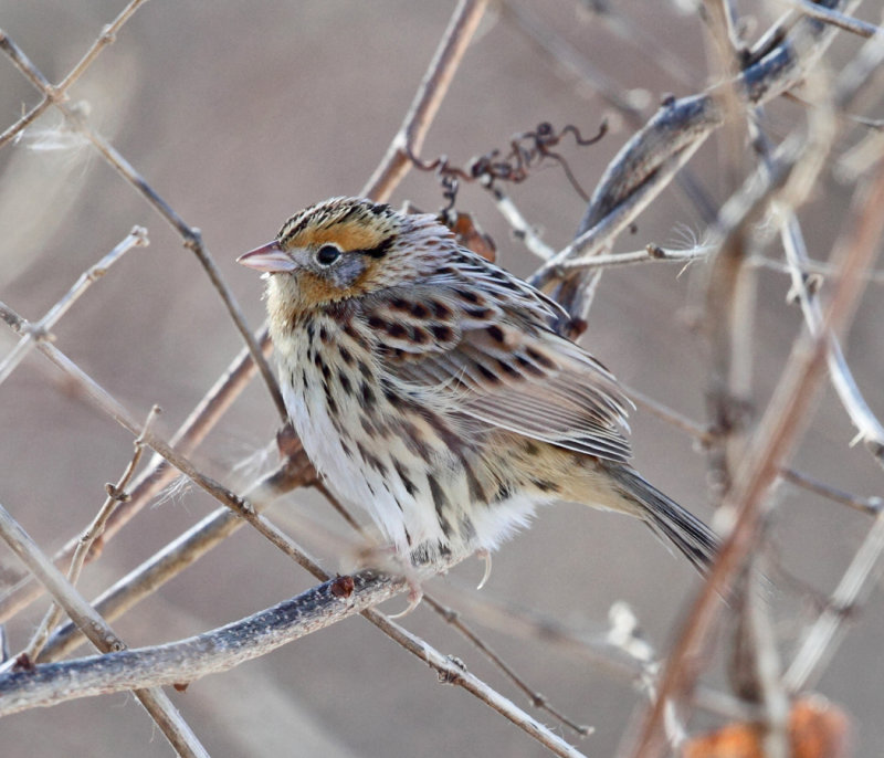Le Contes Sparrow - Ammodramus leconteii 