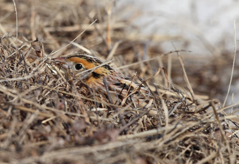 Le Contes Sparrow - Ammodramus leconteii