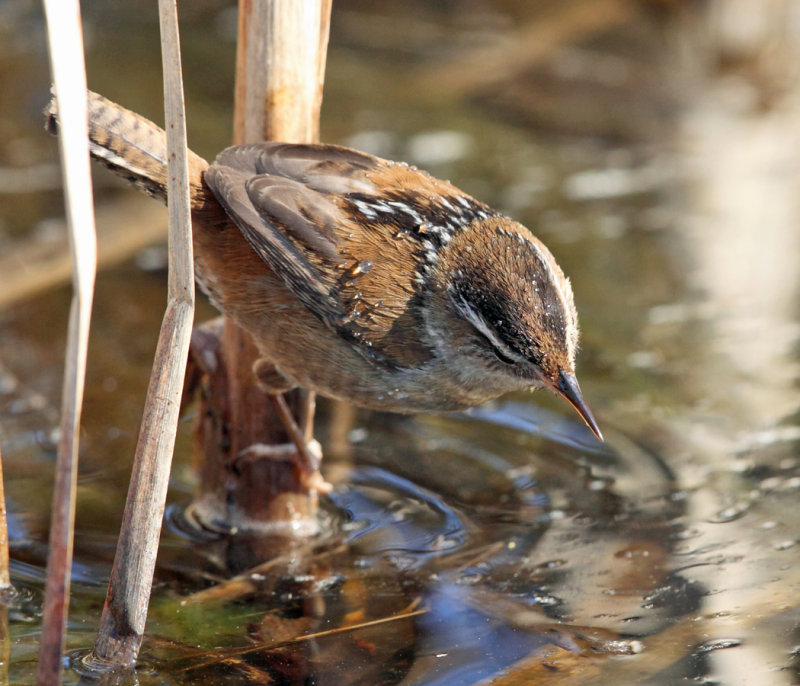 Marsh Wren - Cistothorus palustris