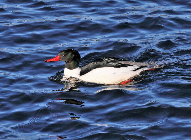 Common Merganser - Mergus merganser