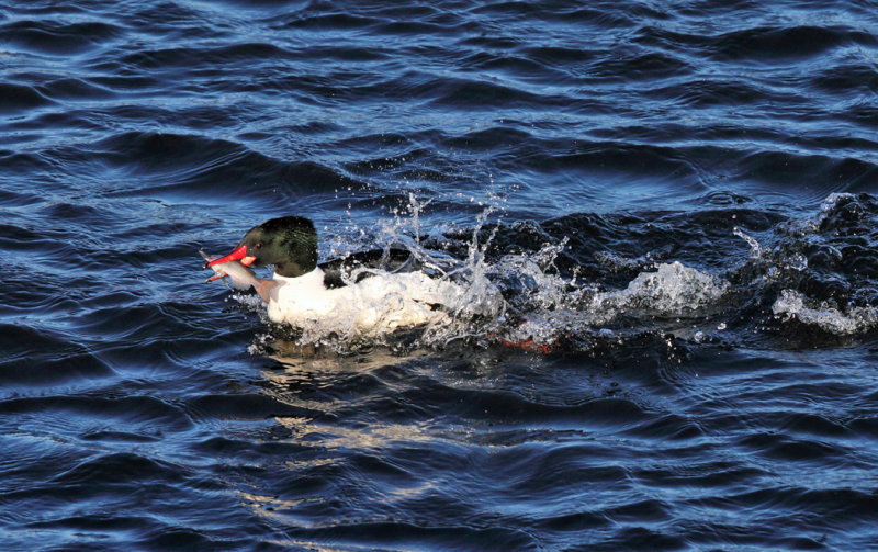 Common Merganser - Mergus merganser