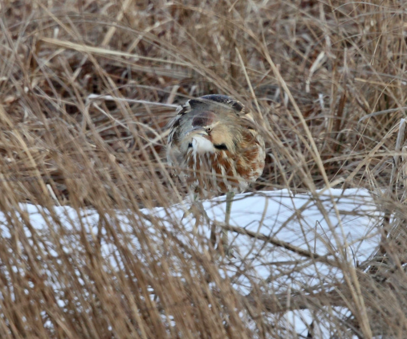 American Bittern - Botaurus lentiginosus